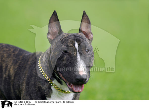 Miniature Bullterrier / SST-01697