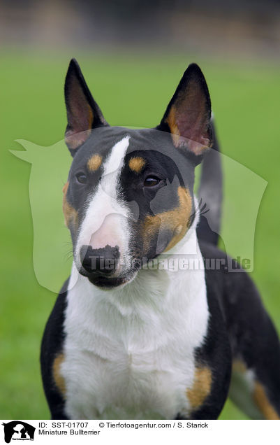 Miniature Bullterrier / SST-01707
