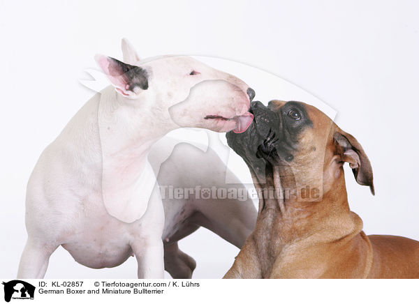 German Boxer and Miniature Bullterrier / KL-02857