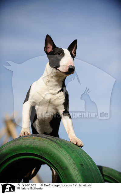 Miniatur Bullterrier / Miniature Bullterrier / YJ-01302