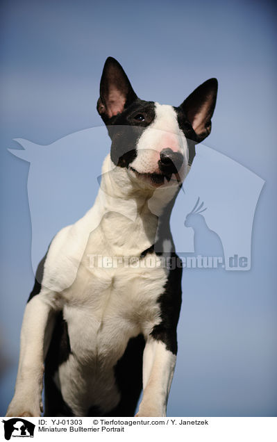 Miniature Bullterrier Portrait / YJ-01303