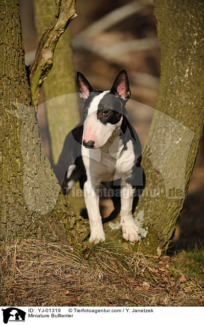 Miniature Bullterrier / YJ-01319