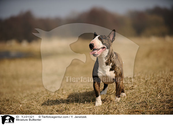 Miniature Bullterrier / YJ-01321