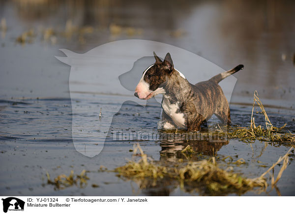 Miniature Bullterrier / YJ-01324