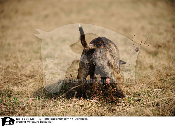 digging Miniature Bullterrier / YJ-01326