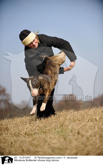 Miniatur Bullterrier beim Dog Dance / Miniature Bullterrier shows dog dance / YJ-01457