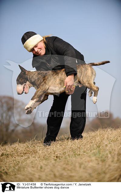 Miniatur Bullterrier beim Dog Dance / Miniature Bullterrier shows dog dance / YJ-01458
