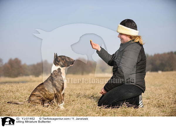 Miniatur Bullterrier macht Sitz / sitting Miniature Bullterrier / YJ-01462