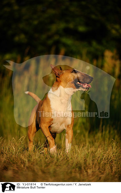 Miniatur Bullterrier / Miniature Bull Terrier / YJ-01814