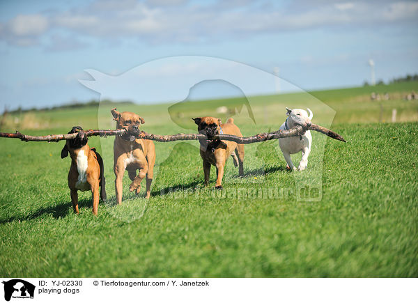playing dogs / YJ-02330
