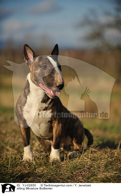 sitzender Miniatur Bullterrier / sitting Miniature Bullterrier / YJ-02650