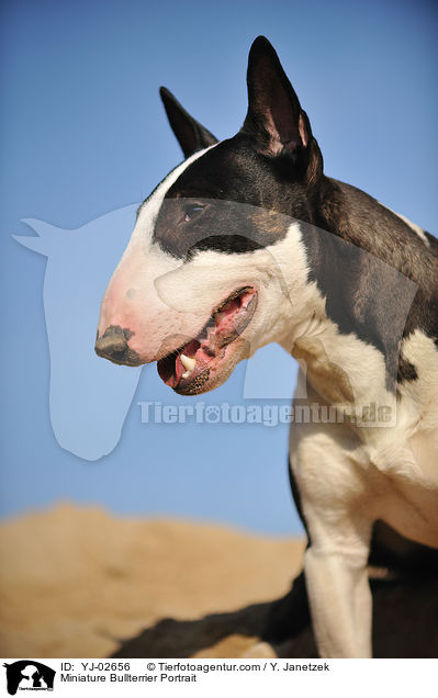 Miniatur Bullterrier Portrait / Miniature Bullterrier Portrait / YJ-02656