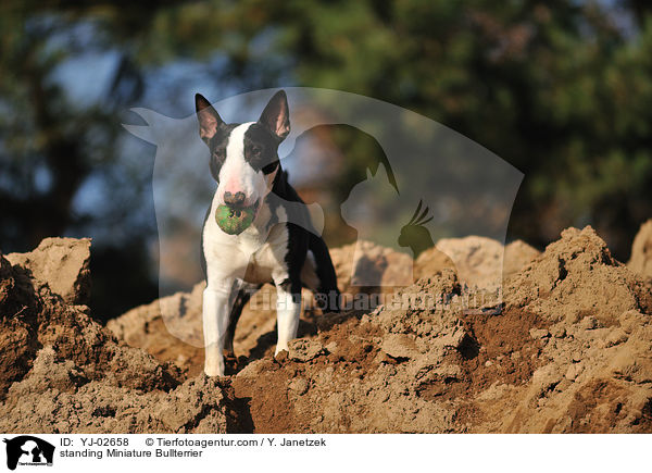 standing Miniature Bullterrier / YJ-02658
