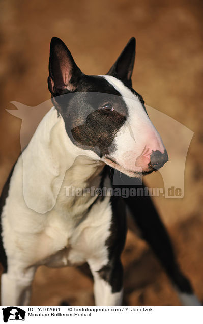 Miniatur Bullterrier Portrait / Miniature Bullterrier Portrait / YJ-02661