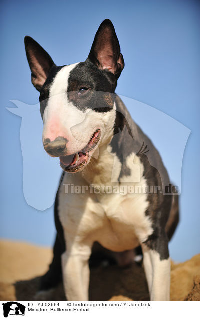 Miniatur Bullterrier Portrait / Miniature Bullterrier Portrait / YJ-02664