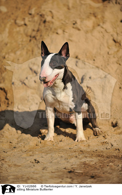 sitting Miniature Bullterrier / YJ-02666