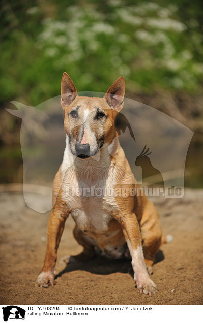sitting Miniature Bullterrier / YJ-03295