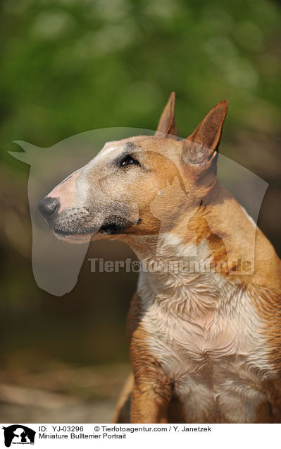 Miniature Bullterrier Portrait / YJ-03296