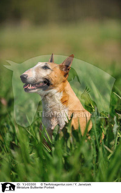 Miniature Bullterrier Portrait / YJ-03300