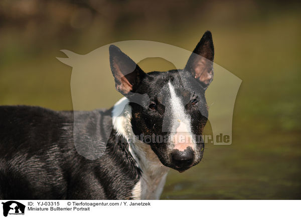 Miniature Bullterrier Portrait / YJ-03315