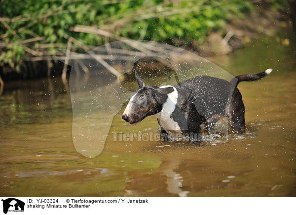 shaking Miniature Bullterrier / YJ-03324
