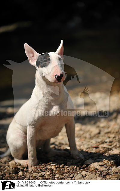 sittingMiniature Bullterrier / YJ-04043