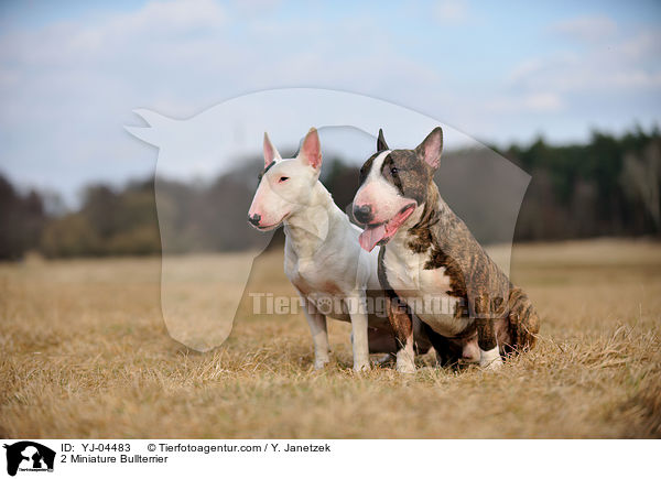 2 Miniature Bullterrier / YJ-04483
