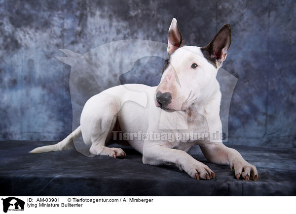 lying Miniature Bullterrier / AM-03981