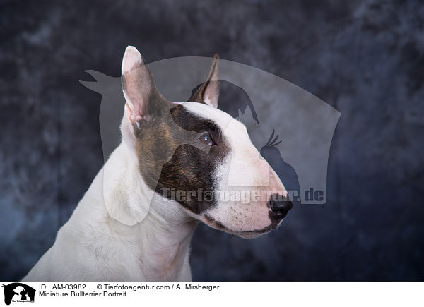 Miniature Bullterrier Portrait / AM-03982