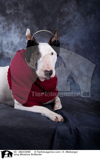 liegender Miniatur Bullterrier / lying Miniature Bullterrier / AM-03996