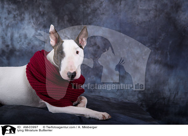liegender Miniatur Bullterrier / lying Miniature Bullterrier / AM-03997
