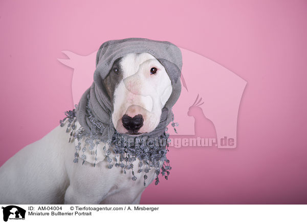 Miniatur Bullterrier Portrait / Miniature Bullterrier Portrait / AM-04004