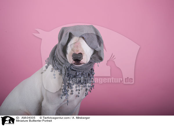 Miniatur Bullterrier Portrait / Miniature Bullterrier Portrait / AM-04005