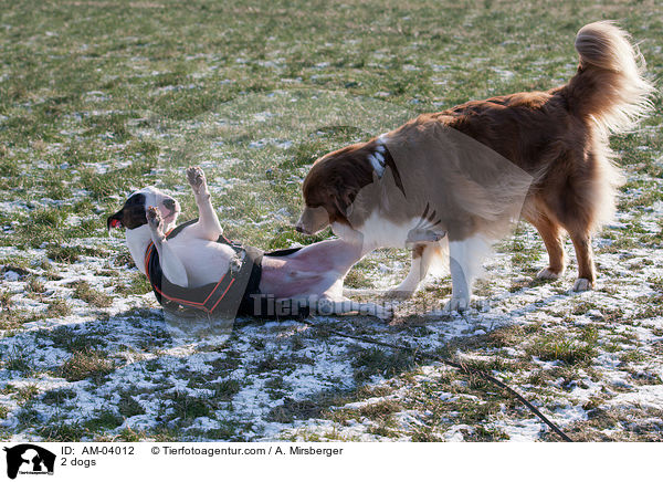 2 Hunde / 2 dogs / AM-04012