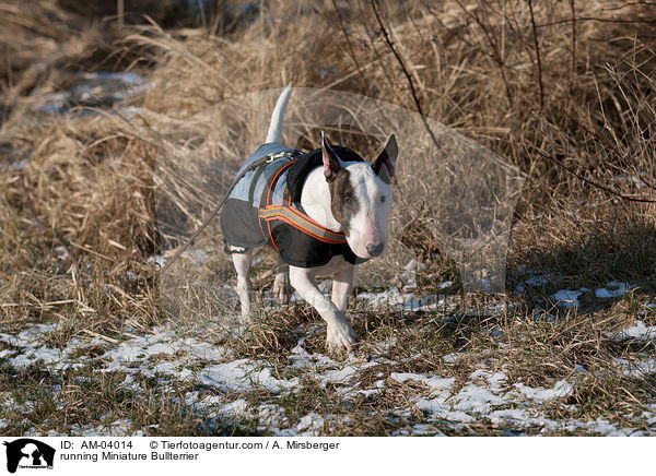 rennender Miniatur Bullterrier / running Miniature Bullterrier / AM-04014