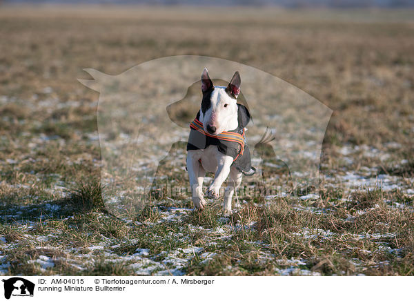 rennender Miniatur Bullterrier / running Miniature Bullterrier / AM-04015