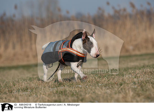 rennender Miniatur Bullterrier / running Miniature Bullterrier / AM-04016