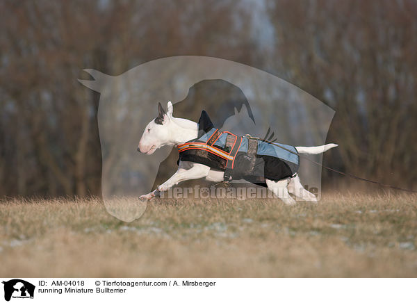 rennender Miniatur Bullterrier / running Miniature Bullterrier / AM-04018