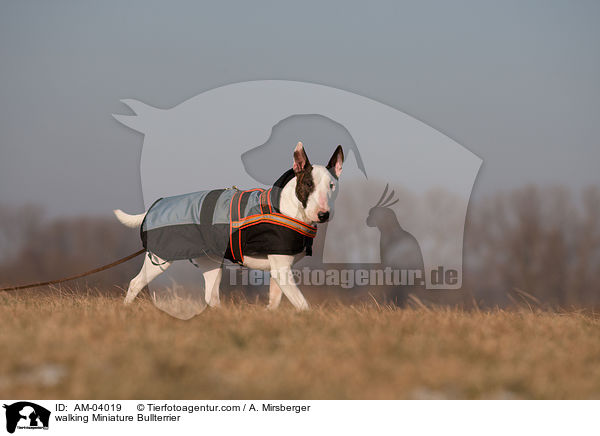 laufender Miniatur Bullterrier / walking Miniature Bullterrier / AM-04019