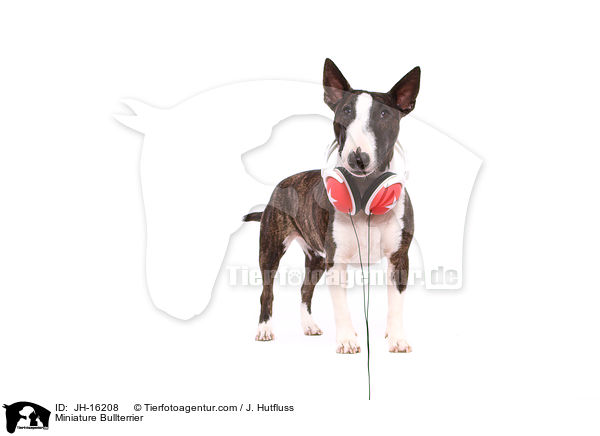 Miniatur Bullterrier / Miniature Bullterrier / JH-16208