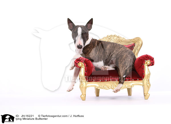 liegender Miniatur Bullterrier / lying Miniature Bullterrier / JH-16221
