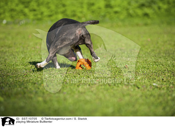 spielender Miniatur Bullterrier / playing Miniature Bullterrier / SST-10705