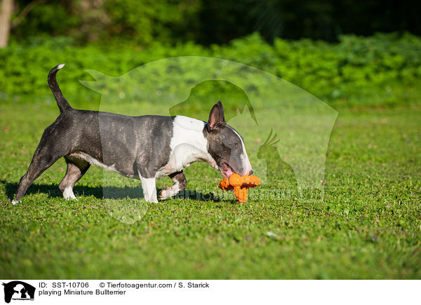 playing Miniature Bullterrier / SST-10706