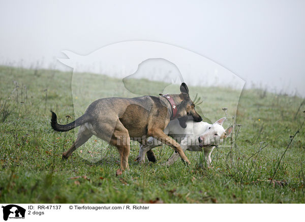 2 dogs / RR-47137