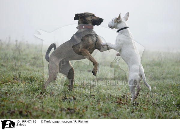 2 dogs / RR-47139