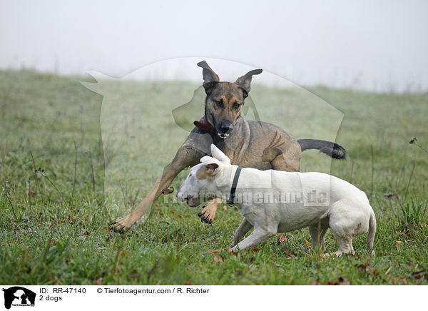 2 dogs / RR-47140