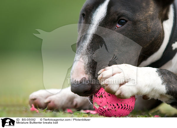 Miniature Bullterrier zerbeit Ball / Miniature Bullterrier breaks ball / BS-05092