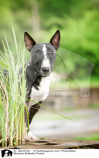 Miniatur Bullterrier Portrait / Miniature Bullterrier Portrait / BS-05102
