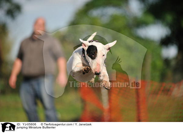 jumping Miniature Bullterrier / YJ-05606