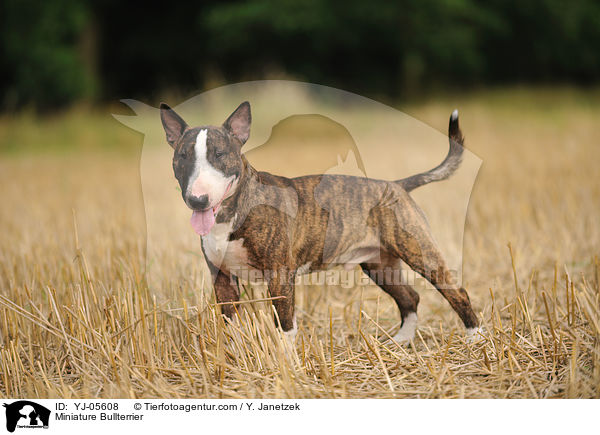 Miniature Bullterrier / YJ-05608